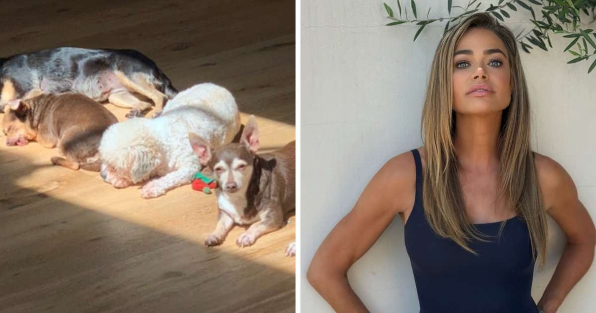 Denise Richards/dogs