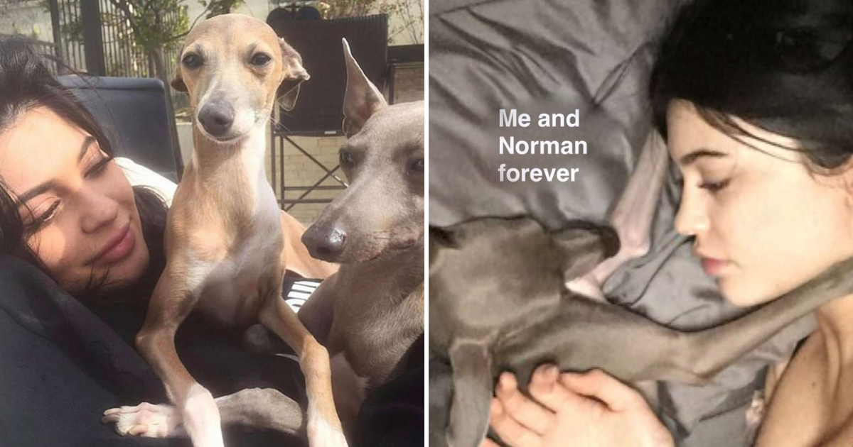 Kylie Jenner norman dogs