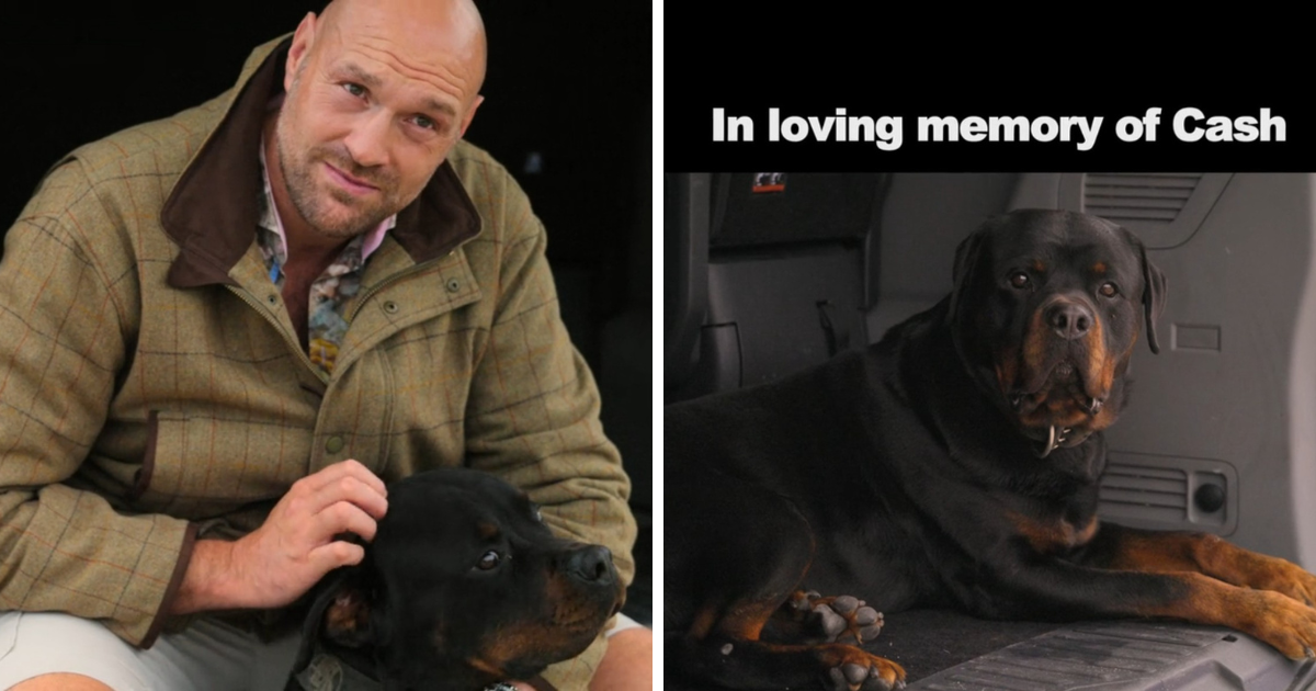 At Home With The Furys Tyson paid dog Cash