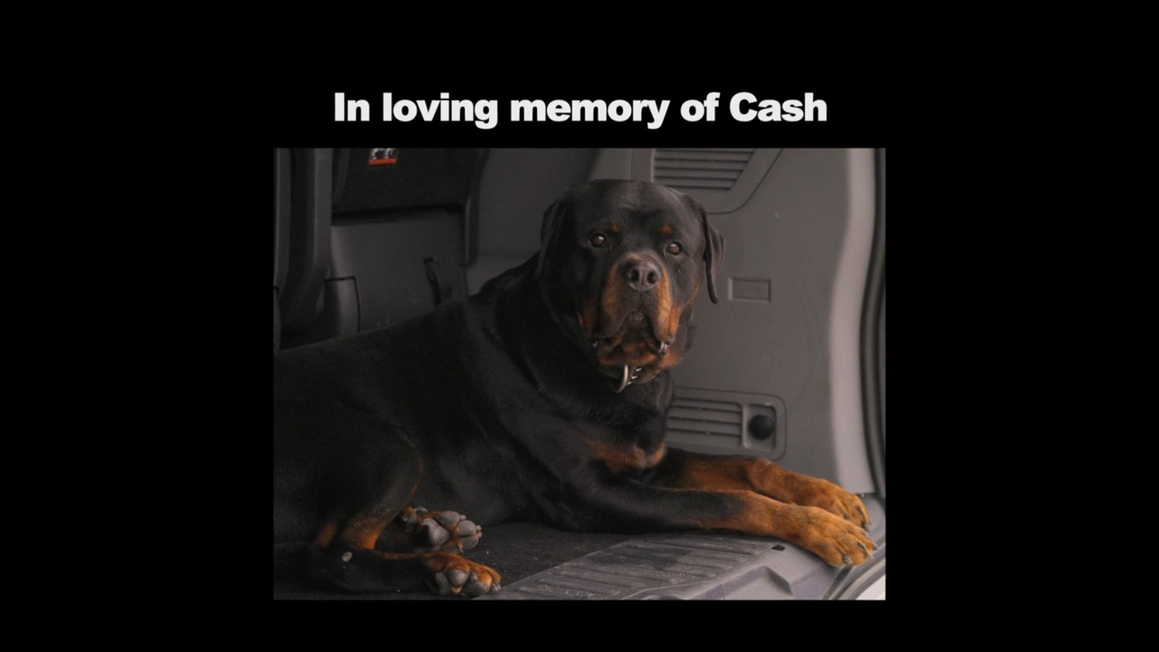 At Home With The Furys Tyson paid dog Cash