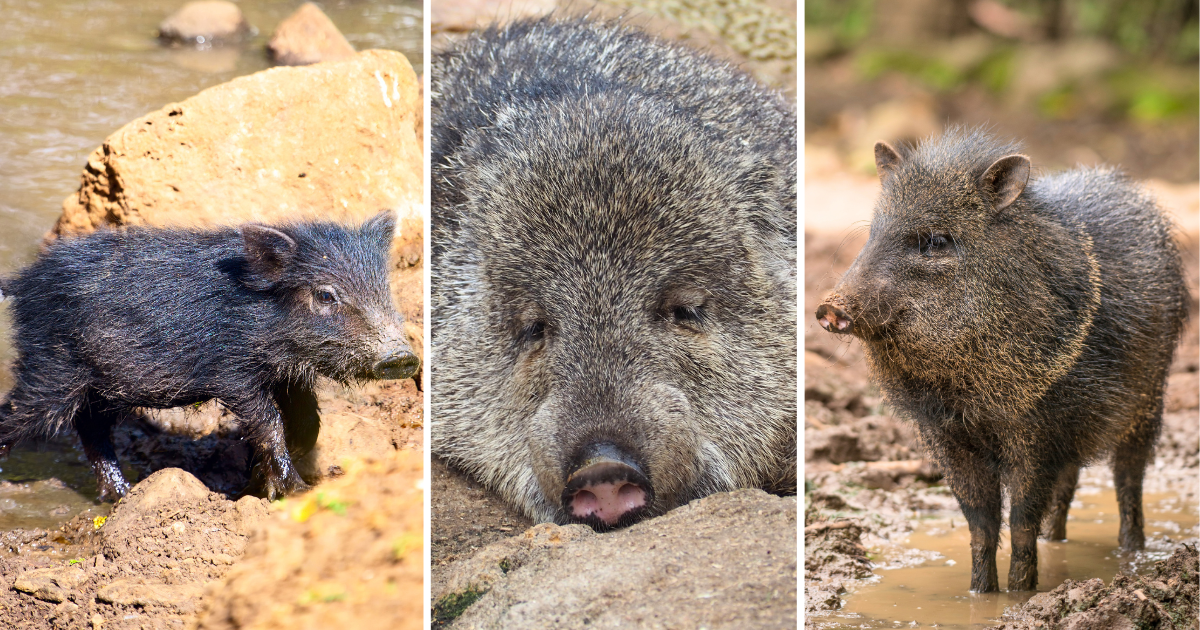 peccaries not from outlast the jungle but i wanted cute pics to guilt-trip people into vegetarianism