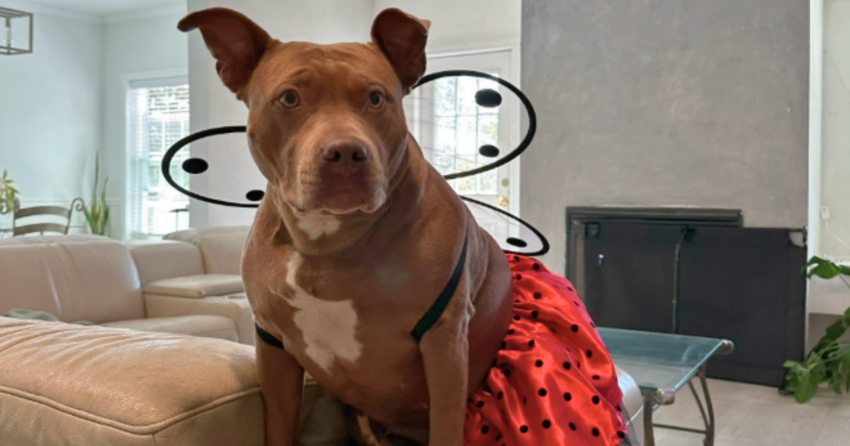 kayda love island usa ugly dog 